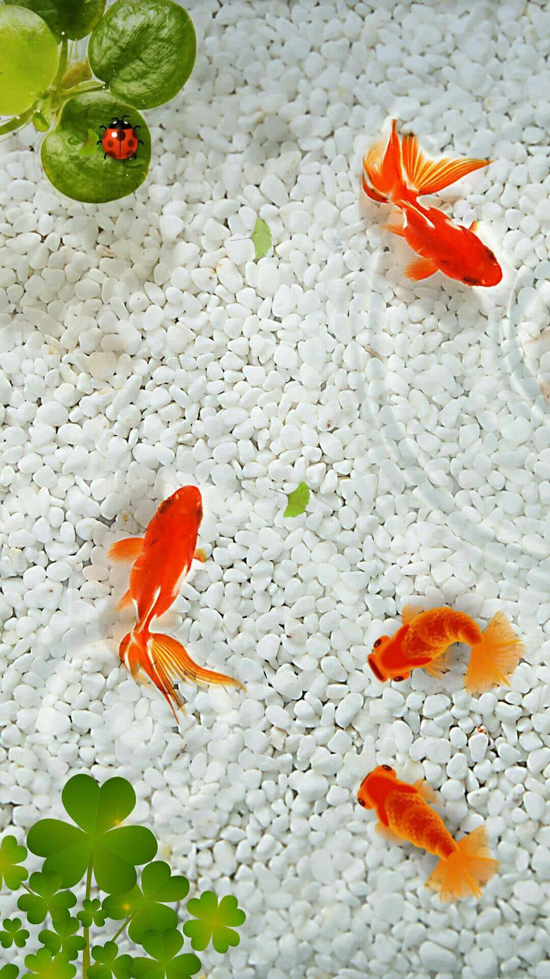 Tranquil Goldfish Pond Aesthetic Wallpaper