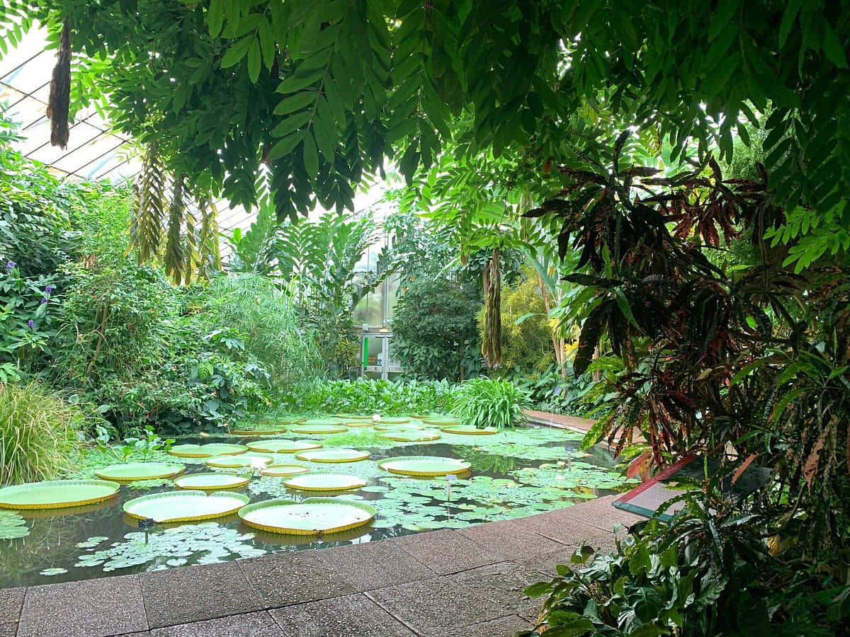 Tranquil Greenhouse Pond Royal Botanic Garden Edinburgh Wallpaper