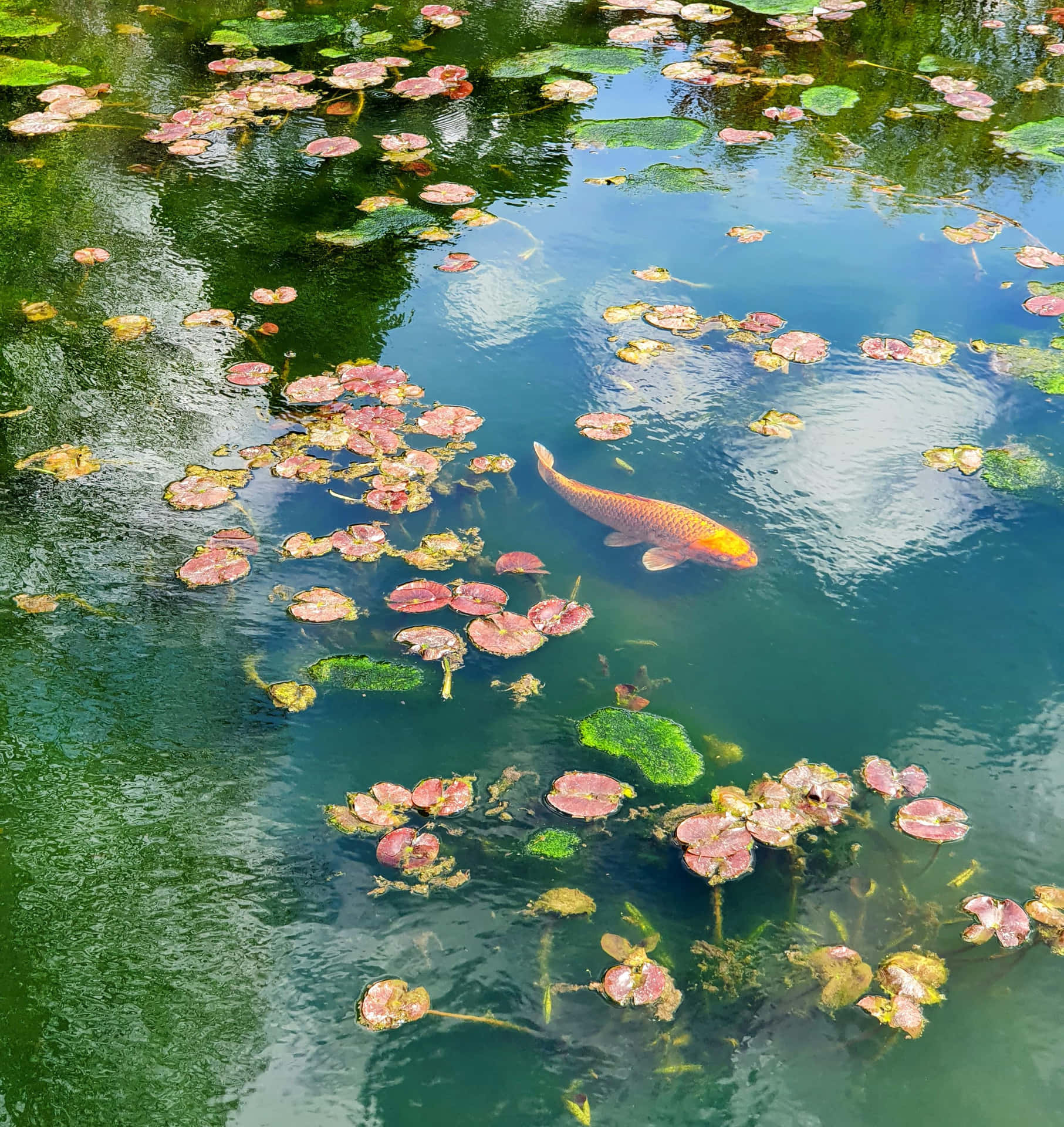 Tranquil Koi Fish Among Lily Pads.jpg Wallpaper