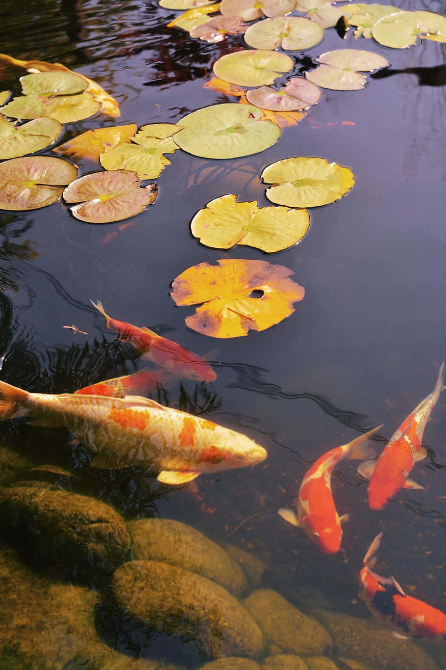 Tranquil_ Koi_ Pond_with_ Lily_ Pads Wallpaper