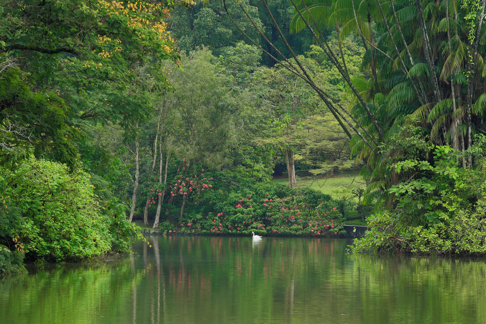 Lac Tranquille Dans Les Jardins Botaniques De Singapour Fond d'écran