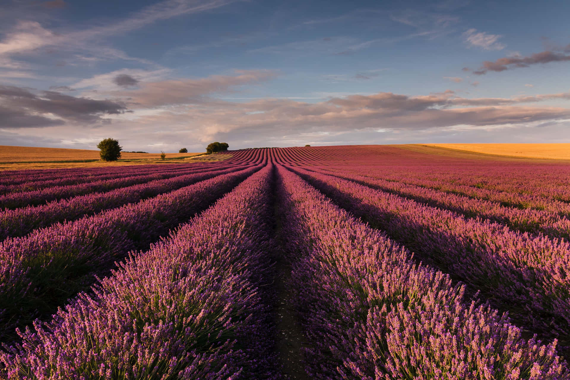 Tranquil Lavender Field At Sunset