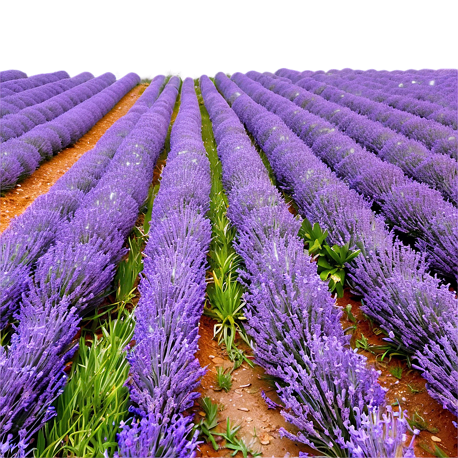 Tranquil Lavender Field Png 06132024 PNG