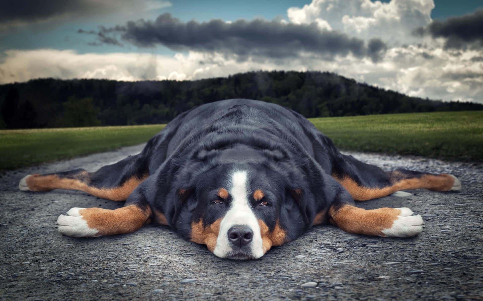 Tranquil Lazy Dog Lounging In The Afternoon Sun Wallpaper