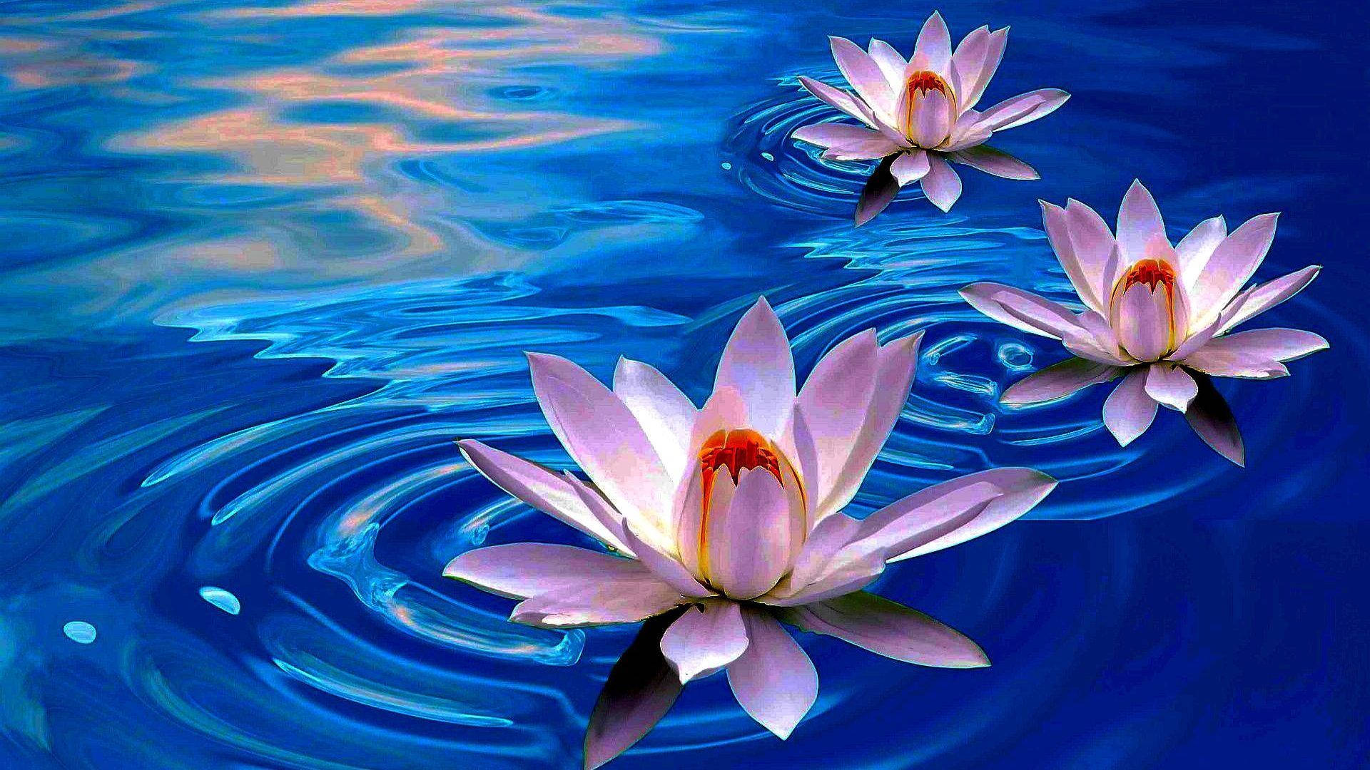 Tranquil Lotus Bloom Wallpaper