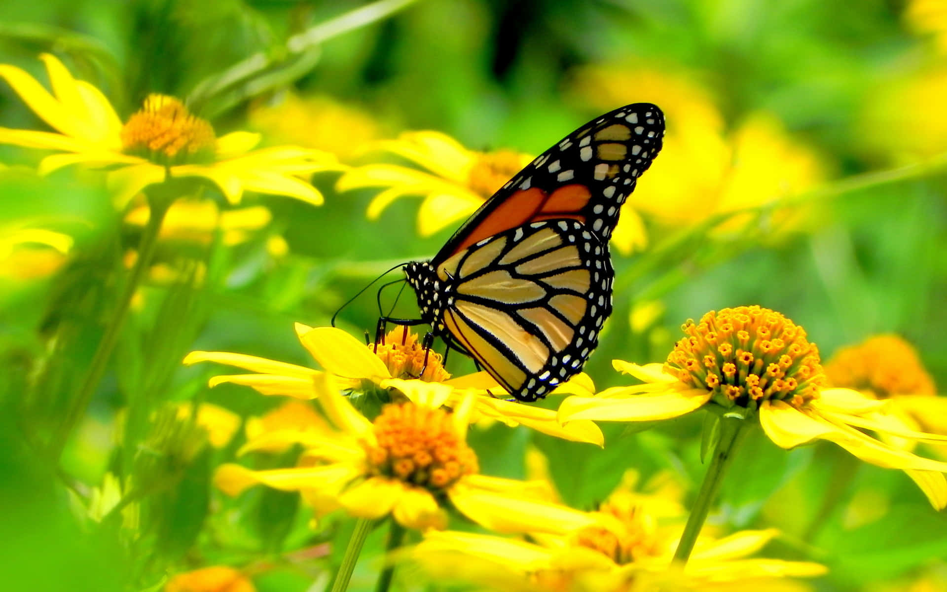 Tranquiele Monarch Vlinder Die Op Een Gele Bloem Landt Achtergrond