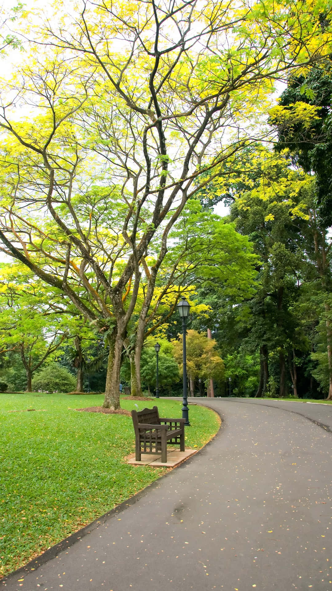 Sentier Tranquille Dans Le Jardin Botanique De Singapour Fond d'écran