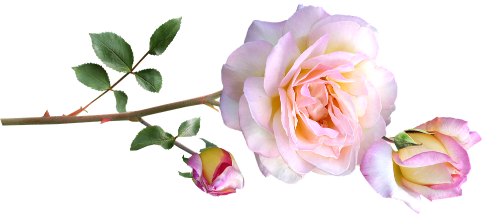 Tranquil Pink Rose Branch PNG