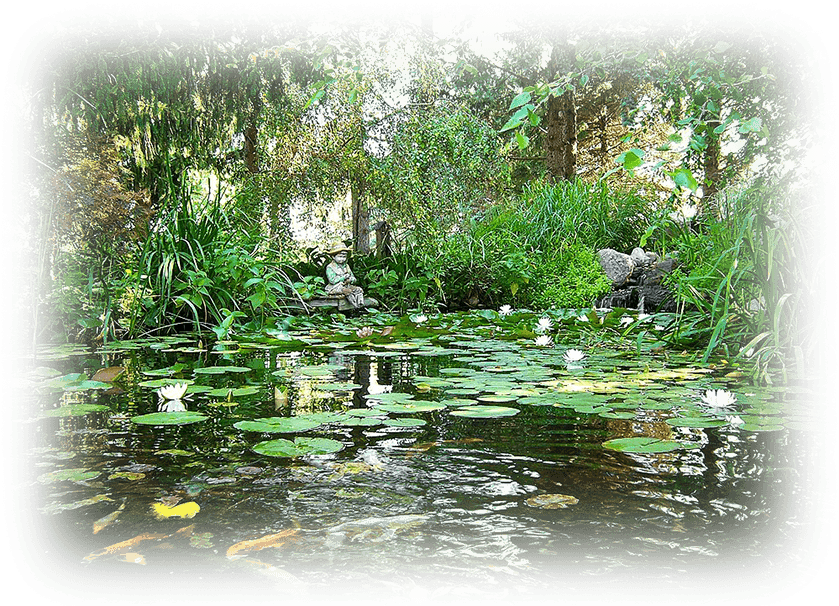 Tranquil Pondwith Koiand Lilies PNG