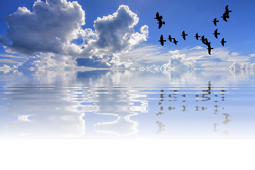 Tranquil_ Sea_and_ Sky_with_ Birds PNG
