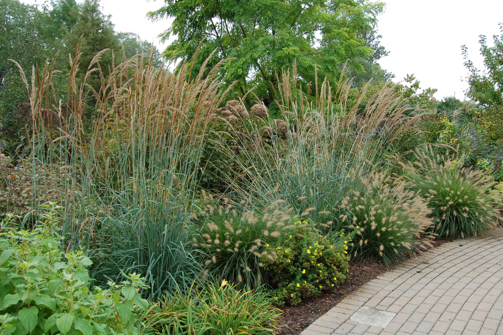 Tranquil Serenity: A Vibrant Landscape Of Fresh Green Grass