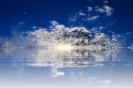 Tranquil_ Sky_and_ Water_with_ Birds_ Flying PNG