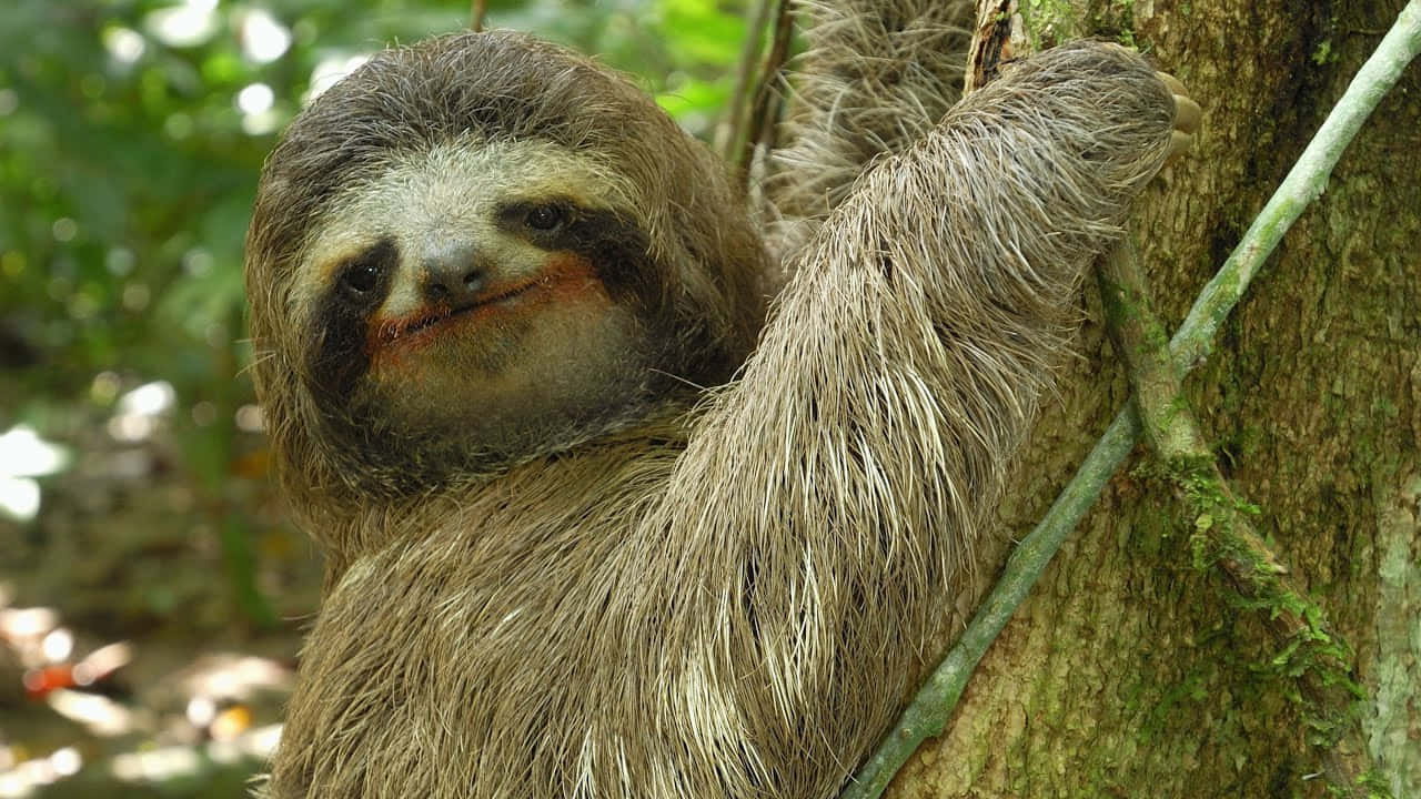 Tranquil Sloth Hanging In The Wilderness