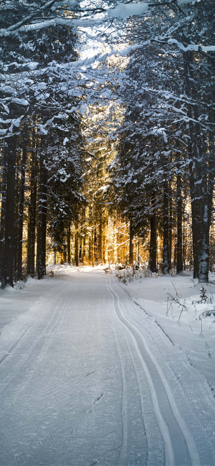 Tranquil Snowy Road Amidst Winter Wonderland Wallpaper