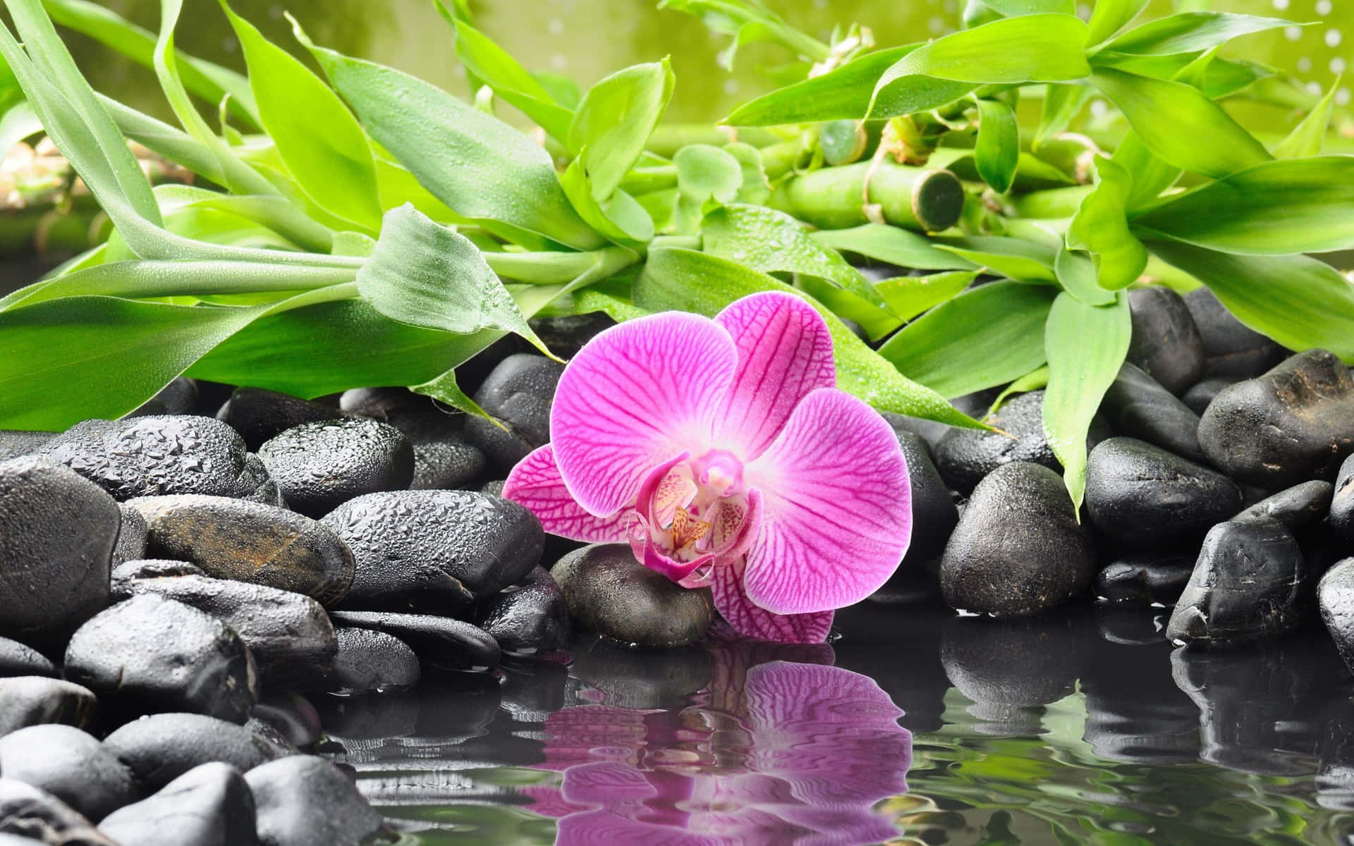 Tranquil Spa Orchidand Stones Wallpaper