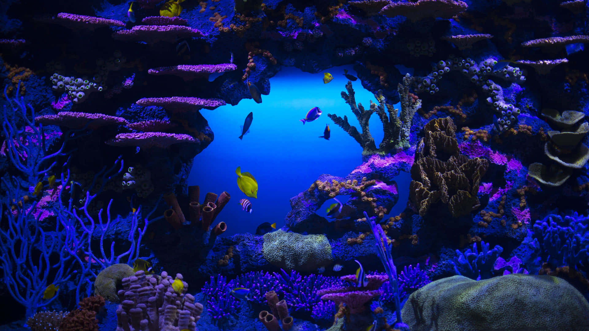 Tranquil Underwater Exploration - 4k Resolution Wallpaper