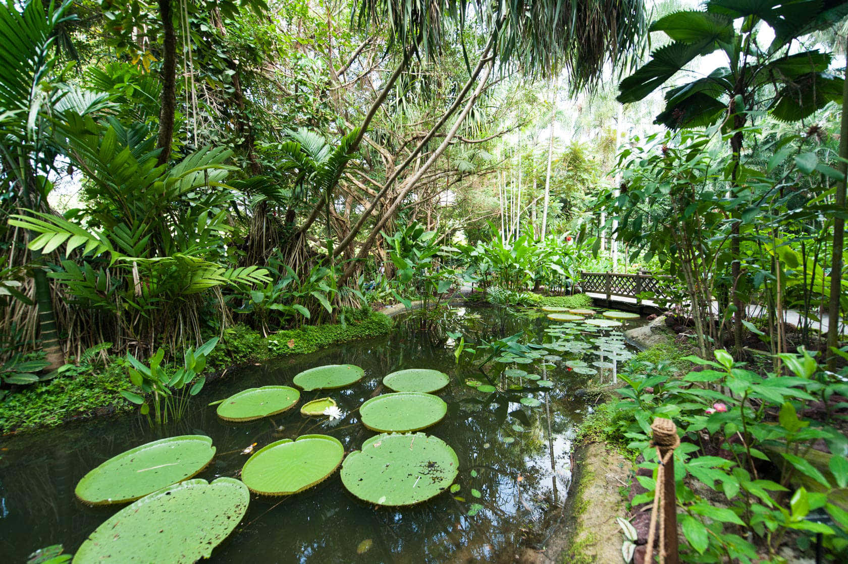 Étang De Nénuphars Tranquille Jardins Botaniques De Singapour Fond d'écran