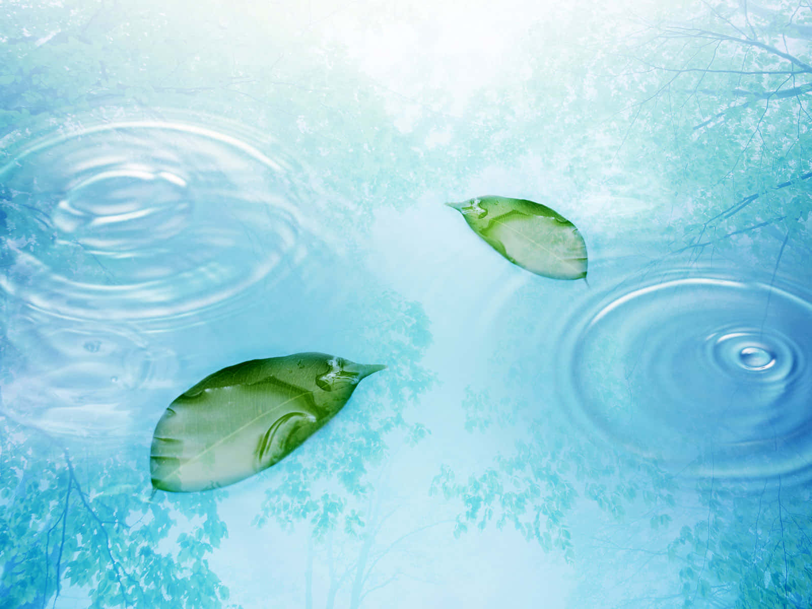 Tranquil_ Water_ Surface_with_ Floating_ Leaves.jpg Wallpaper