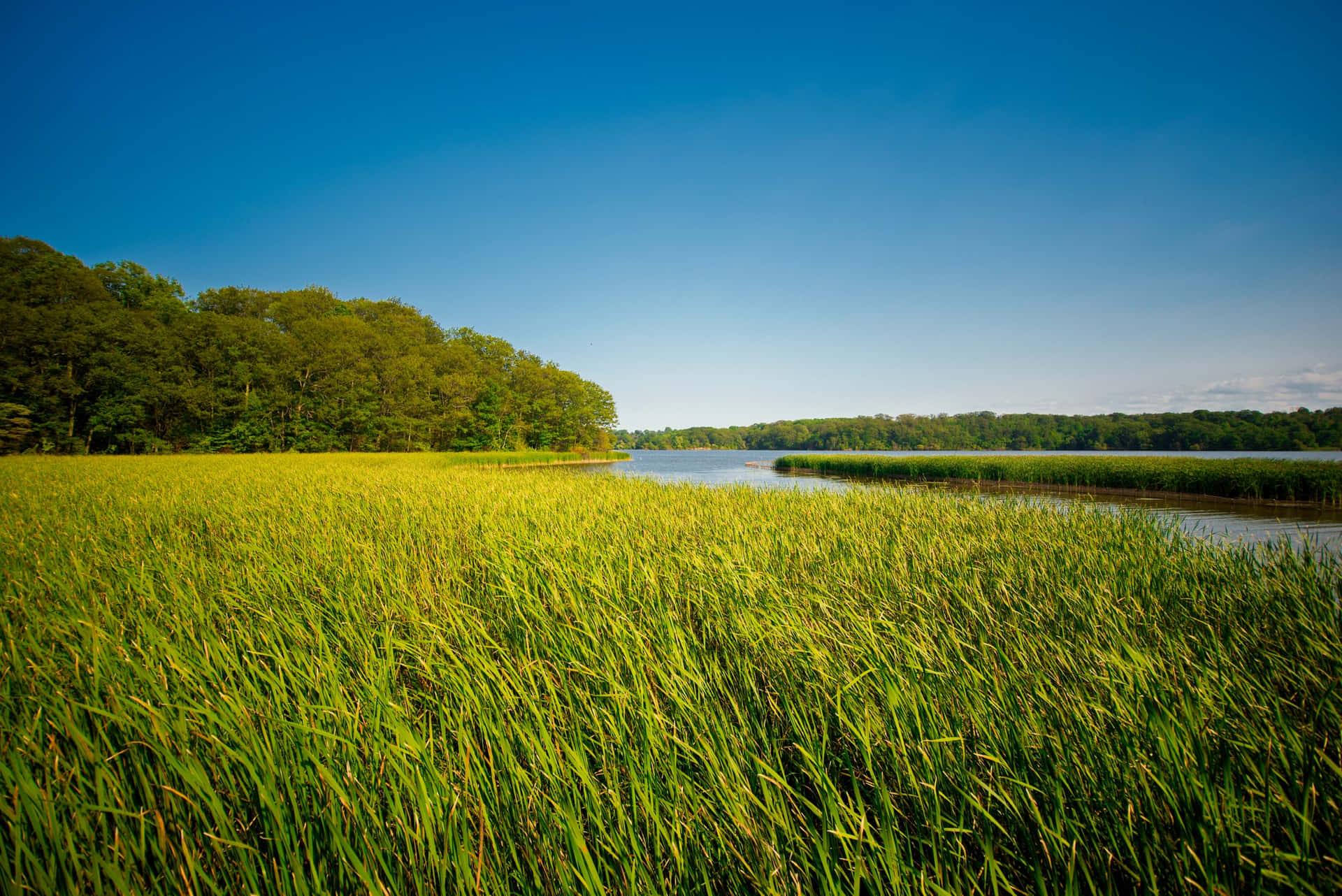 Tranquil Wetland Ecosystem Filled With Abundant Plant Life Wallpaper