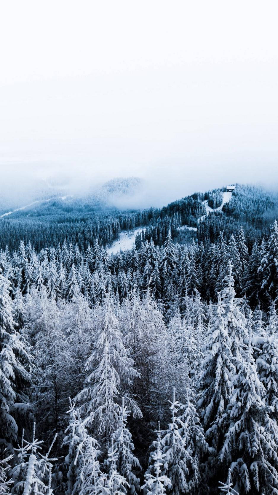 Tranquil Winter Forest Landscape For Phone Screen Wallpaper