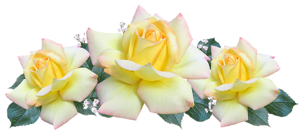 Tranquil Yellow Roses PNG