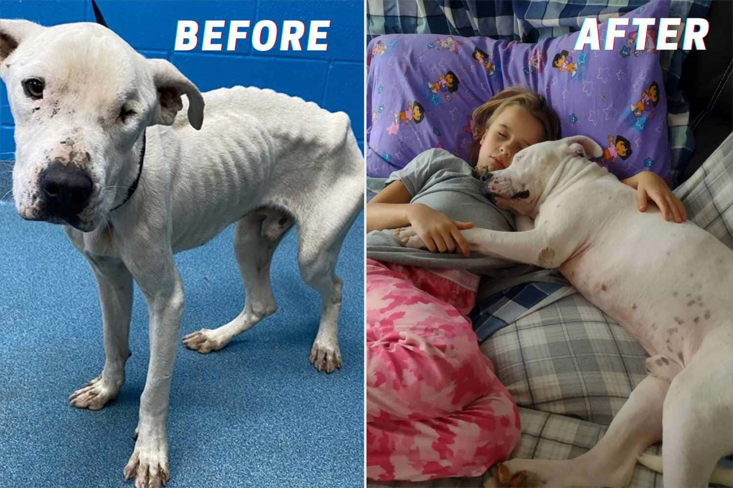 Transformation Of Former Emaciated Dog Wallpaper