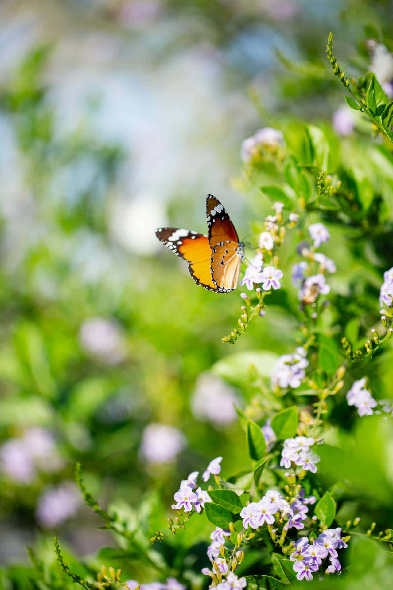 Transformative Beauty Of A Butterfly Garden Wallpaper