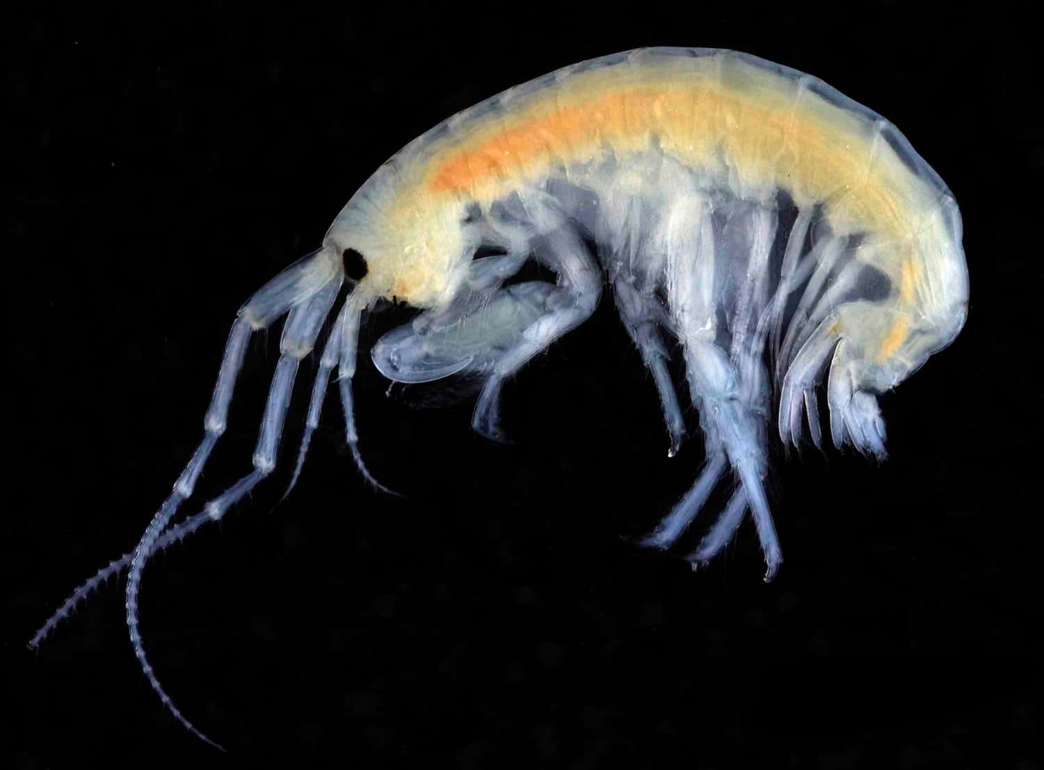 Gjennomsiktig Amphipod Mot Svart Bakgrunn.jpg Bakgrunnsbildet