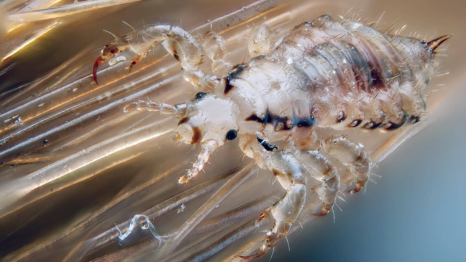 Close-up View of a Translucent Body Louse Wallpaper