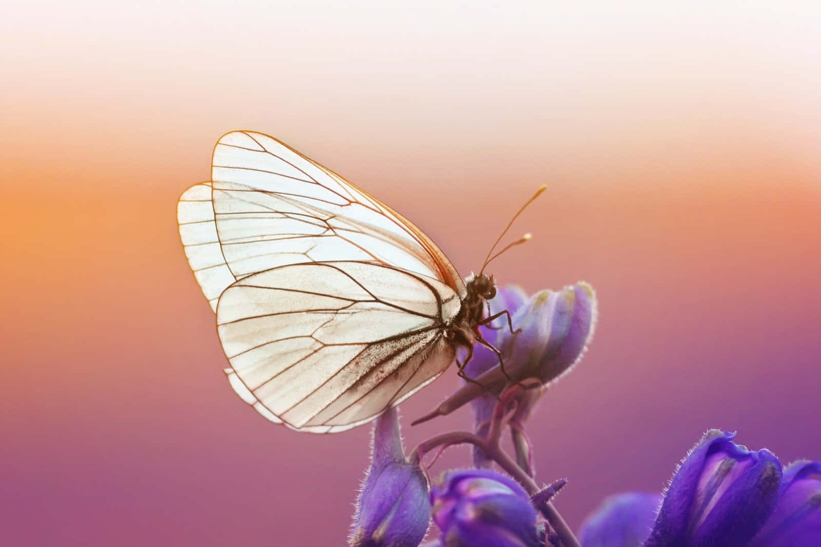 Translucent Butterfly Sunset Glow Wallpaper