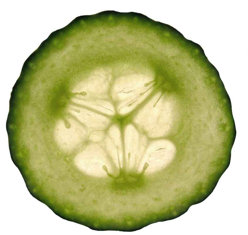 Translucent Cucumber Slice Backlit PNG