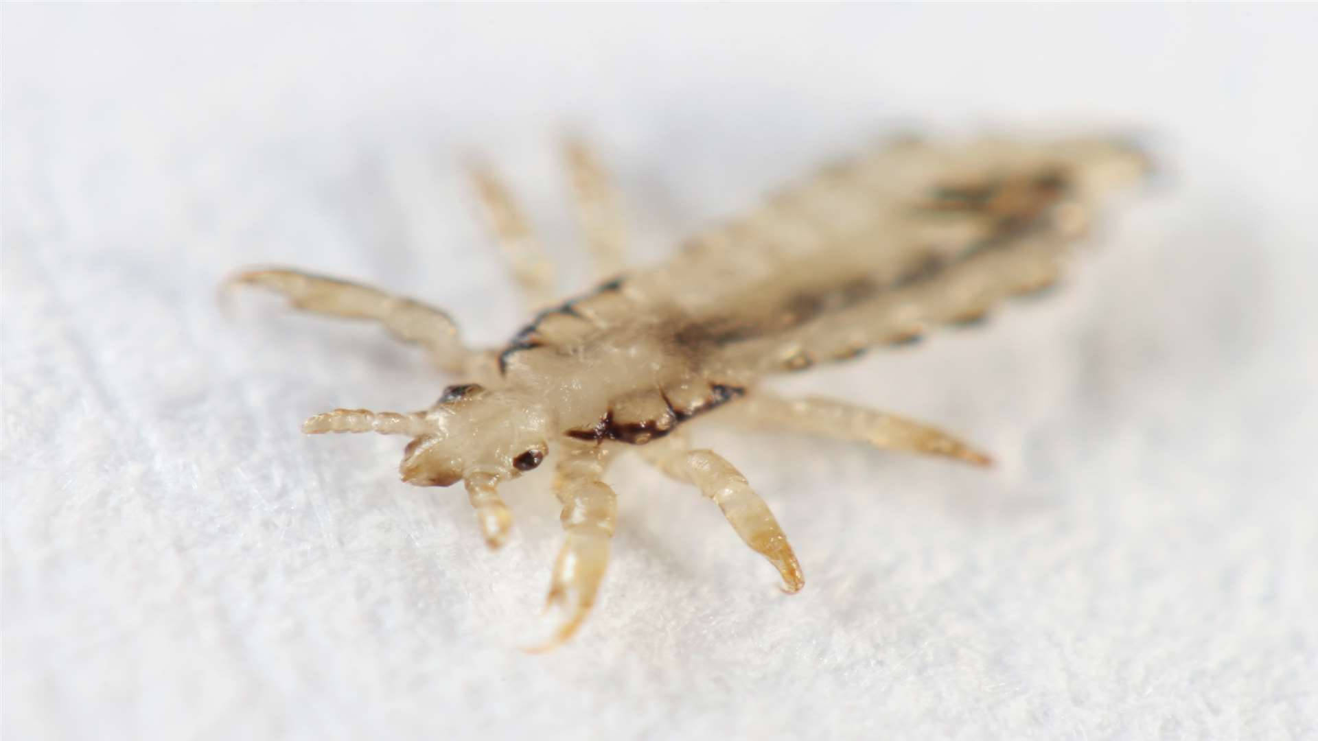 Close-Up View of a Translucent Head Louse Wallpaper