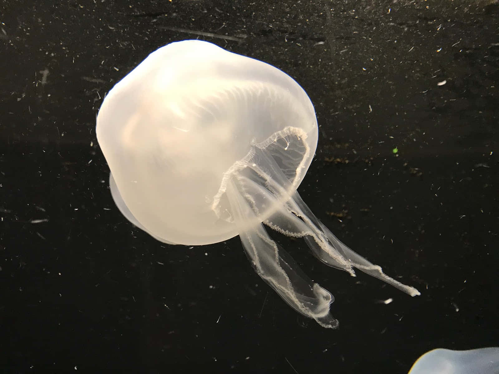 Translucent Jellyfish Underwater Wallpaper