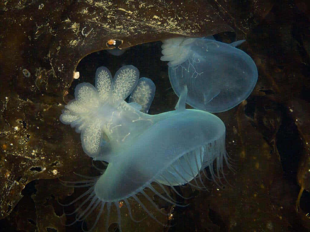 Translucent_ Jellyfish_ Underwater Wallpaper