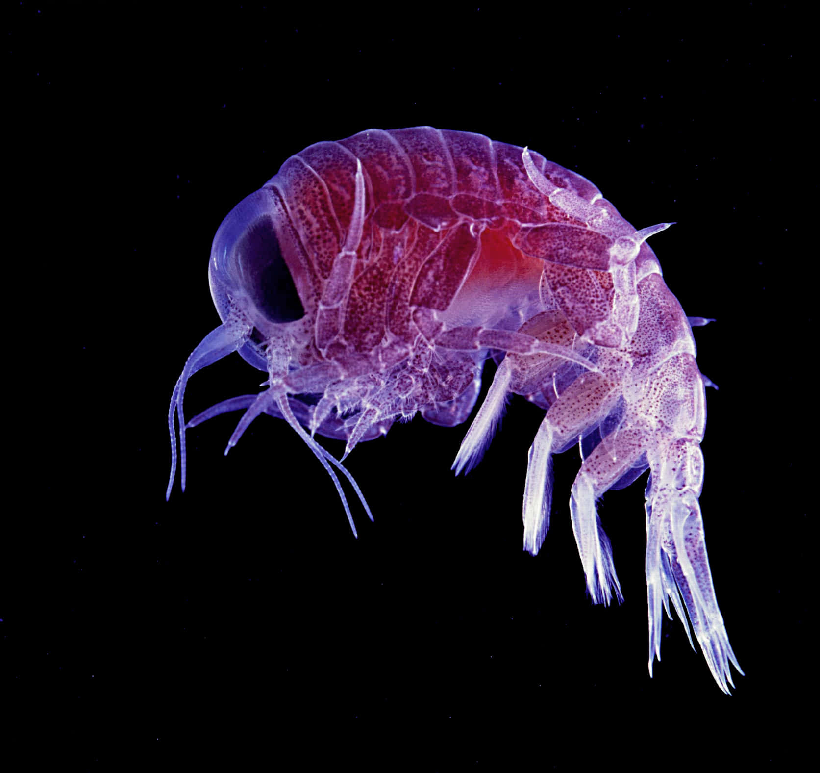 Transparent Amphipod Against Dark Background Wallpaper