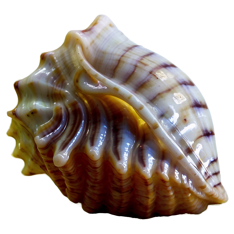 Transparent Background Conch Shell Png Deu74 PNG