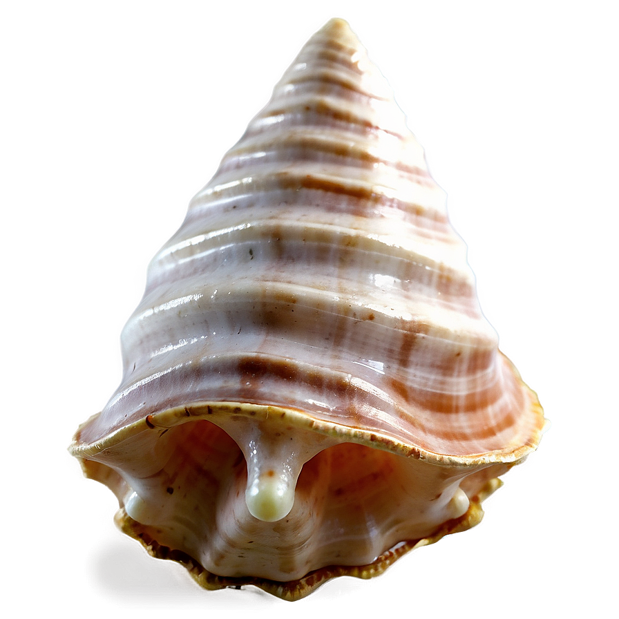 Transparent Background Conch Shell Png Mxc PNG