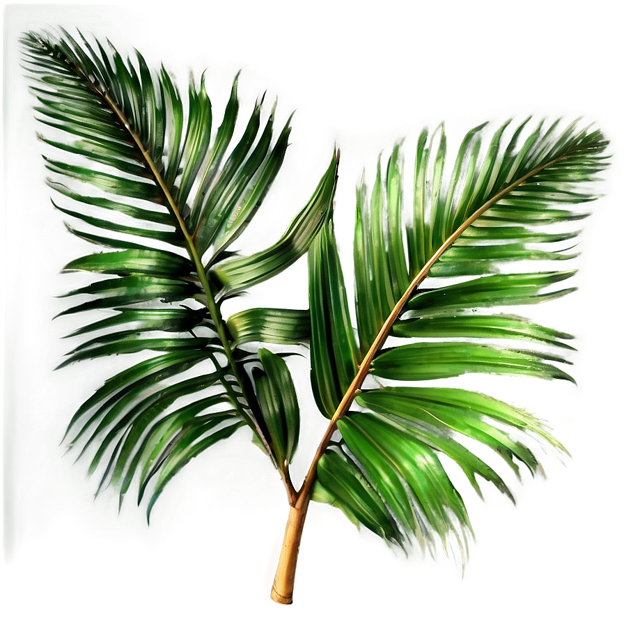 Transparent Background Palm Leaves Png 14 PNG