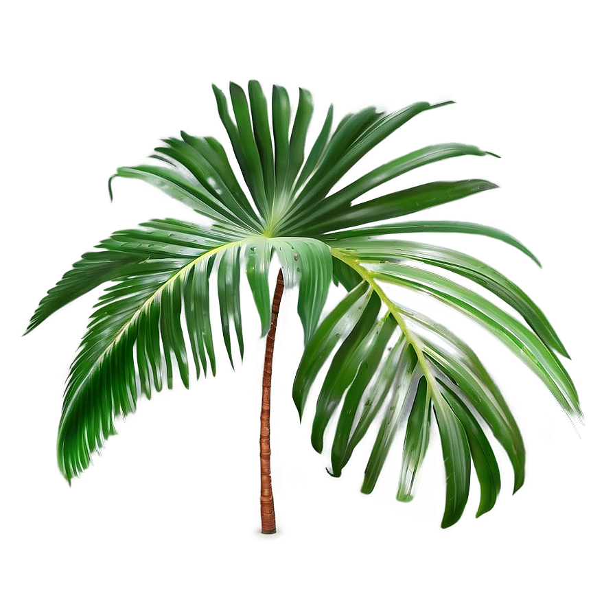 Transparent Background Palm Leaves Png Ygk27 PNG