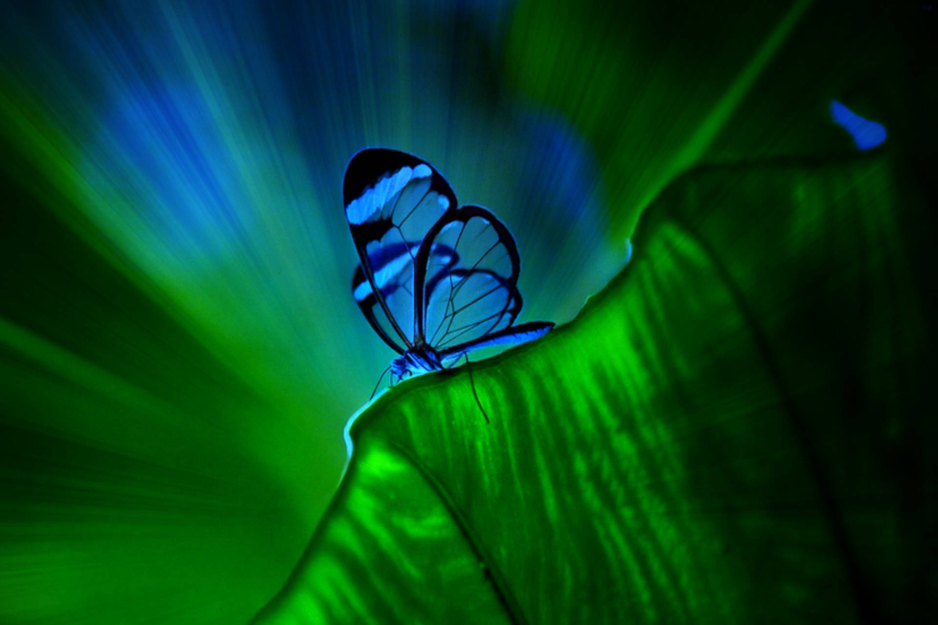 Transparent Blue Butterfly Wallpaper