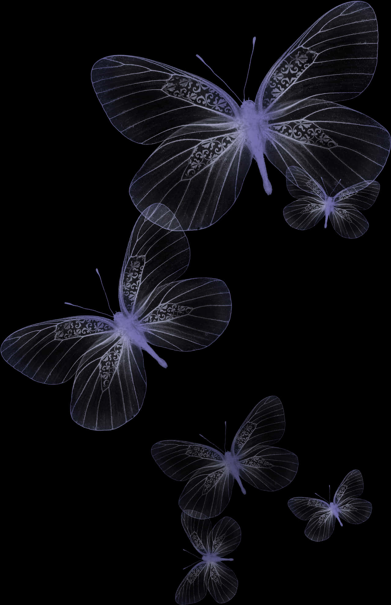 Transparent Butterflieson Black Background PNG