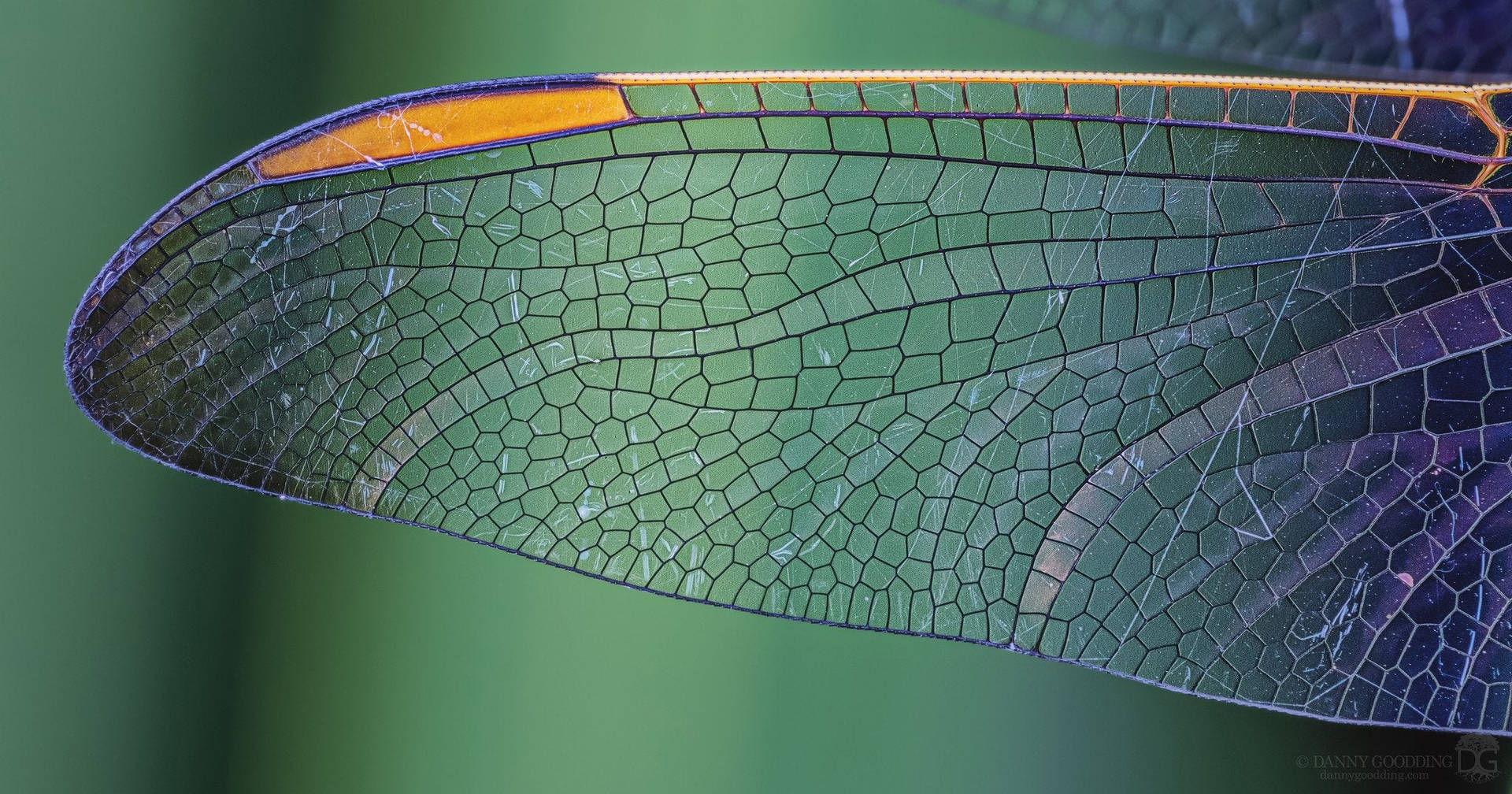 Transparent Dragonfly Wings Wallpaper