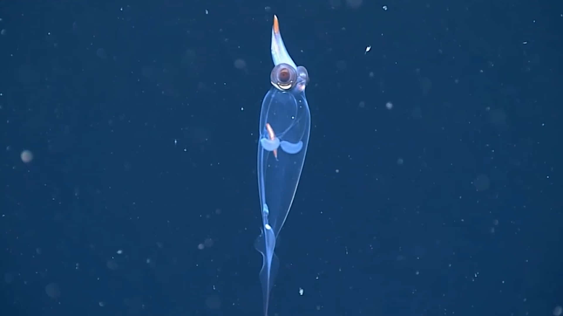 Transparent Glass Squid Deep Sea Wallpaper