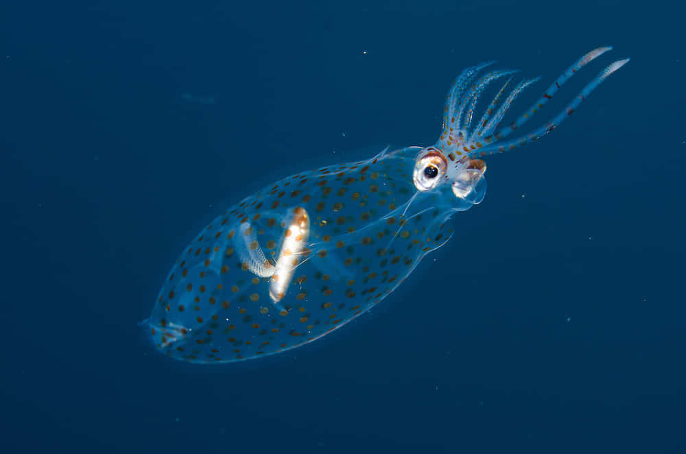 Transparent Glass Squid In Blue Water.jpg Wallpaper