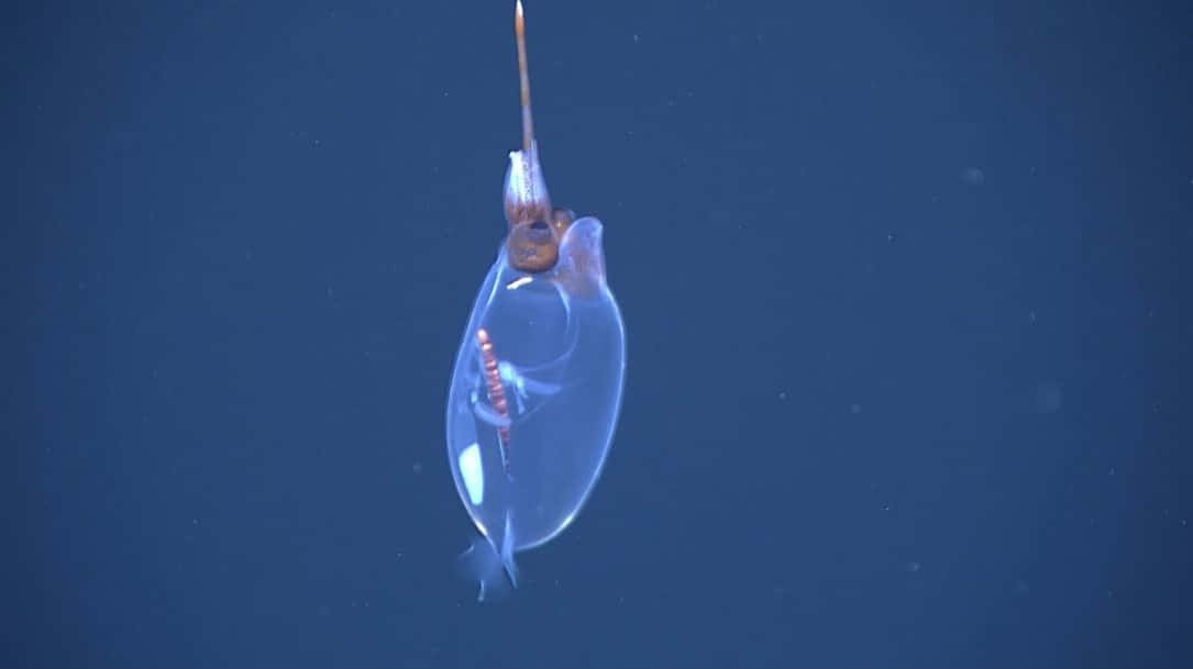 Transparent Glass Squid In Deep Sea Wallpaper