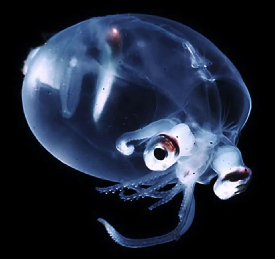 Transparent Glass Squid In Deep Sea Wallpaper