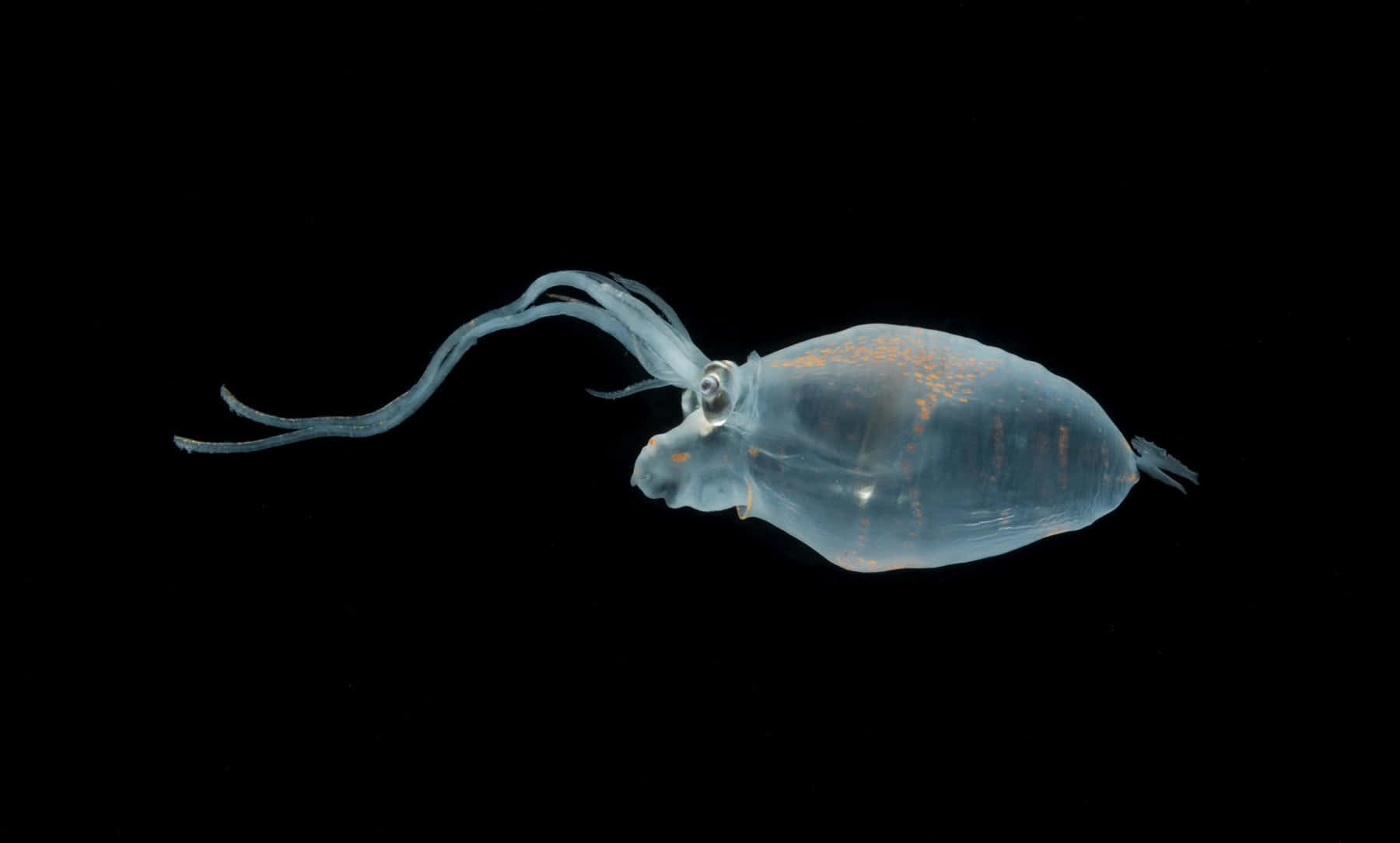 Transparent Glass Squid In Deep Sea Wallpaper