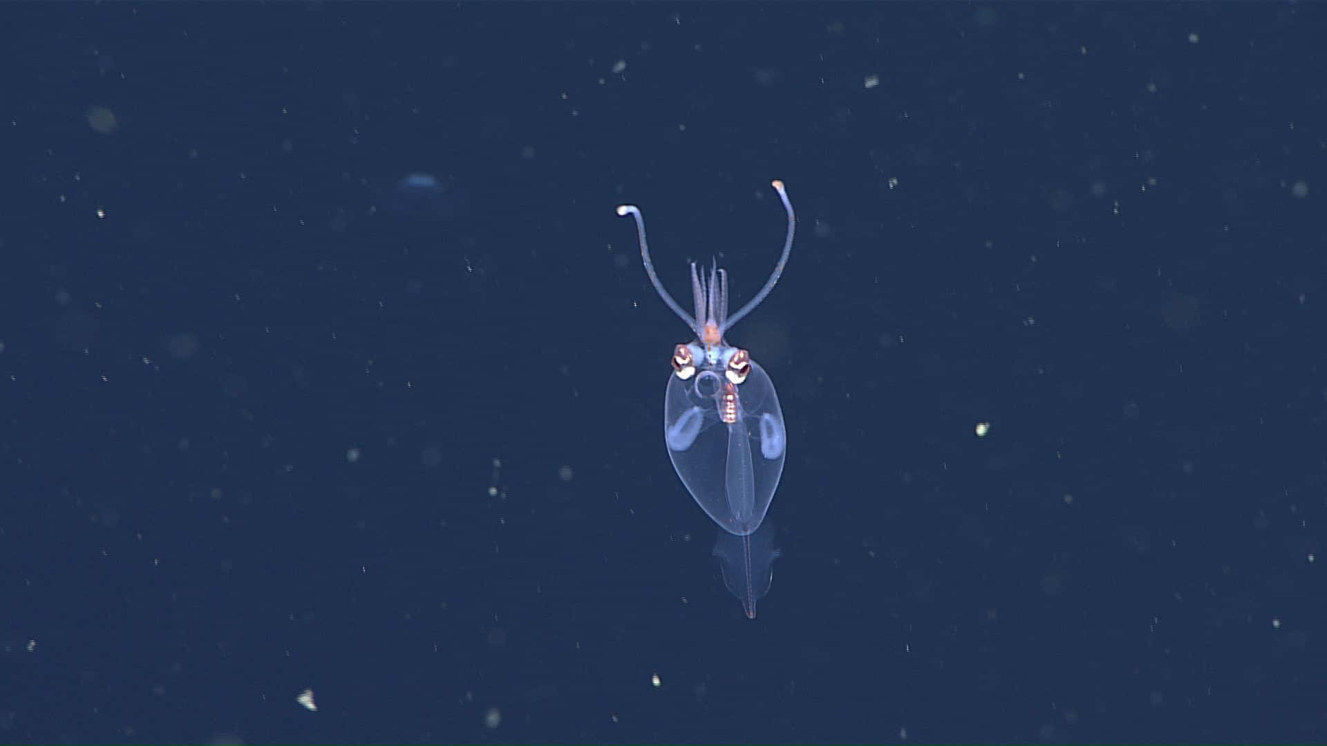 Transparent Glass Squid In Deep Sea Wallpaper