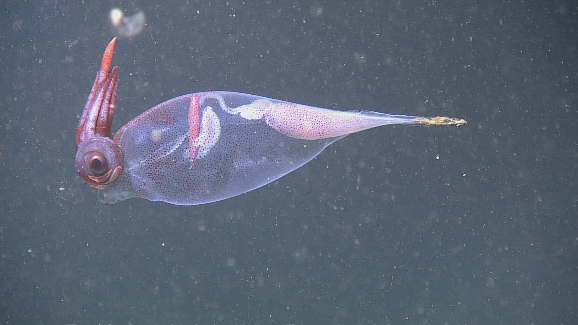 Transparent Glass Squid In Ocean Wallpaper