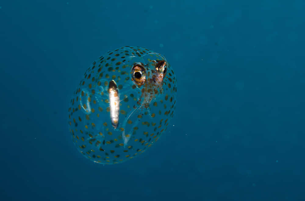 Transparent Glass Squid Underwater Wallpaper